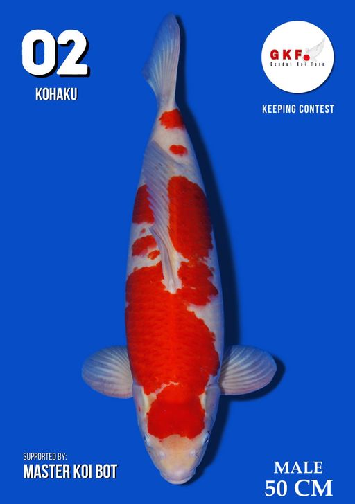 Lelang Koi Online, Jual Beli Ikan Koi, Pusat Jual Beli Koi, Info Lelang Koi Hari Ini, Platform Jual Beli Koi, Jual Beli Ikan Koi Online, Marketplace Ikan Koi, Jual Koi Terbaik, Tempat Beli Koi Berkualitas, Pasar Ikan Koi Online Terpercaya, Penjual Ikan Koi Terpercaya, Beli Koi Hias Online, Ikan Koi untuk Dijual, Koi Kualitas Terbaik, Toko Online Ikan Koi, Koi Hias Untuk Dijual, Jual Beli Ikan Koi Lokal, Koi Indonesia Online, Pusat Jual Beli Koi Terbesar