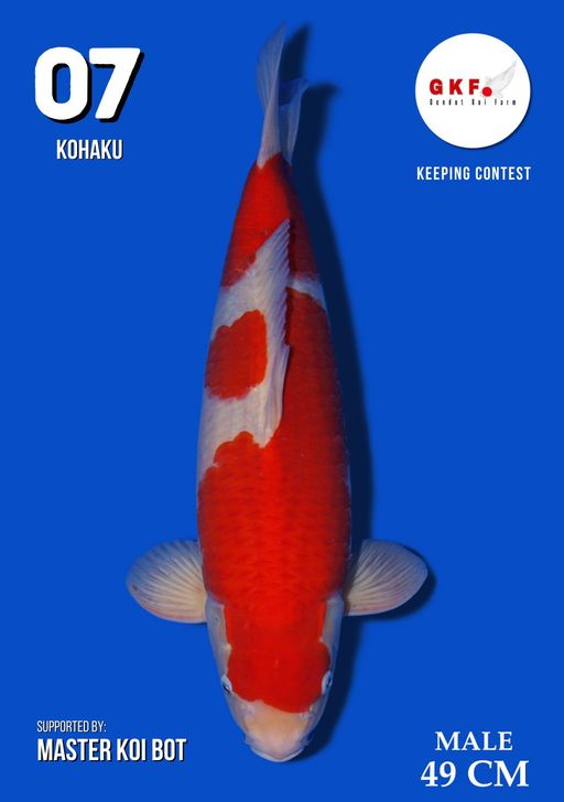 Lelang Koi Online, Jual Beli Ikan Koi, Pusat Jual Beli Koi, Info Lelang Koi Hari Ini, Platform Jual Beli Koi, Jual Beli Ikan Koi Online, Marketplace Ikan Koi, Jual Koi Terbaik, Tempat Beli Koi Berkualitas, Pasar Ikan Koi Online Terpercaya, Penjual Ikan Koi Terpercaya, Beli Koi Hias Online, Ikan Koi untuk Dijual, Koi Kualitas Terbaik, Toko Online Ikan Koi, Koi Hias Untuk Dijual, Jual Beli Ikan Koi Lokal, Koi Indonesia Online, Pusat Jual Beli Koi Terbesar