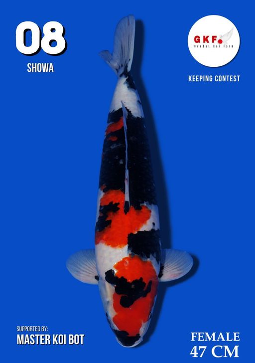 Lelang Koi Online, Jual Beli Ikan Koi, Pusat Jual Beli Koi, Info Lelang Koi Hari Ini, Platform Jual Beli Koi, Jual Beli Ikan Koi Online, Marketplace Ikan Koi, Jual Koi Terbaik, Tempat Beli Koi Berkualitas, Pasar Ikan Koi Online Terpercaya, Penjual Ikan Koi Terpercaya, Beli Koi Hias Online, Ikan Koi untuk Dijual, Koi Kualitas Terbaik, Toko Online Ikan Koi, Koi Hias Untuk Dijual, Jual Beli Ikan Koi Lokal, Koi Indonesia Online, Pusat Jual Beli Koi Terbesar