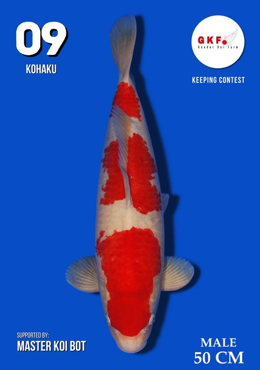 Lelang Koi Online, Jual Beli Ikan Koi, Pusat Jual Beli Koi, Info Lelang Koi Hari Ini, Platform Jual Beli Koi, Jual Beli Ikan Koi Online, Marketplace Ikan Koi, Jual Koi Terbaik, Tempat Beli Koi Berkualitas, Pasar Ikan Koi Online Terpercaya, Penjual Ikan Koi Terpercaya, Beli Koi Hias Online, Ikan Koi untuk Dijual, Koi Kualitas Terbaik, Toko Online Ikan Koi, Koi Hias Untuk Dijual, Jual Beli Ikan Koi Lokal, Koi Indonesia Online, Pusat Jual Beli Koi Terbesar