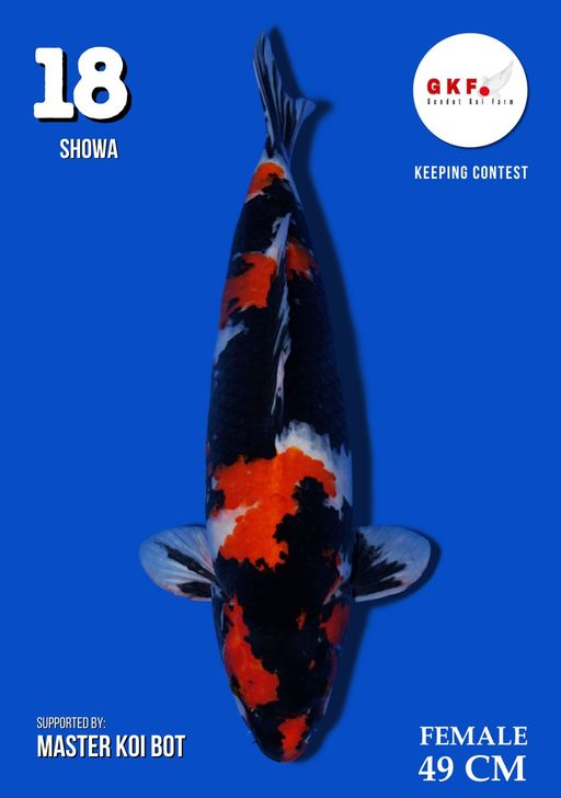 Lelang Koi Online, Jual Beli Ikan Koi, Pusat Jual Beli Koi, Info Lelang Koi Hari Ini, Platform Jual Beli Koi, Jual Beli Ikan Koi Online, Marketplace Ikan Koi, Jual Koi Terbaik, Tempat Beli Koi Berkualitas, Pasar Ikan Koi Online Terpercaya, Penjual Ikan Koi Terpercaya, Beli Koi Hias Online, Ikan Koi untuk Dijual, Koi Kualitas Terbaik, Toko Online Ikan Koi, Koi Hias Untuk Dijual, Jual Beli Ikan Koi Lokal, Koi Indonesia Online, Pusat Jual Beli Koi Terbesar