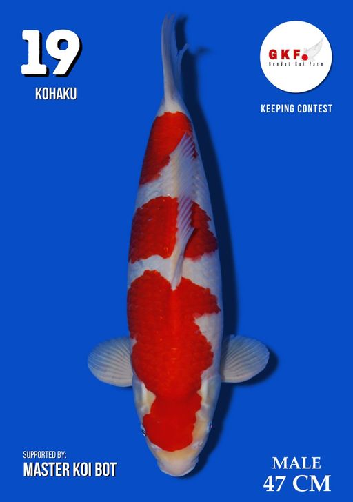 Lelang Koi Online, Jual Beli Ikan Koi, Pusat Jual Beli Koi, Info Lelang Koi Hari Ini, Platform Jual Beli Koi, Jual Beli Ikan Koi Online, Marketplace Ikan Koi, Jual Koi Terbaik, Tempat Beli Koi Berkualitas, Pasar Ikan Koi Online Terpercaya, Penjual Ikan Koi Terpercaya, Beli Koi Hias Online, Ikan Koi untuk Dijual, Koi Kualitas Terbaik, Toko Online Ikan Koi, Koi Hias Untuk Dijual, Jual Beli Ikan Koi Lokal, Koi Indonesia Online, Pusat Jual Beli Koi Terbesar