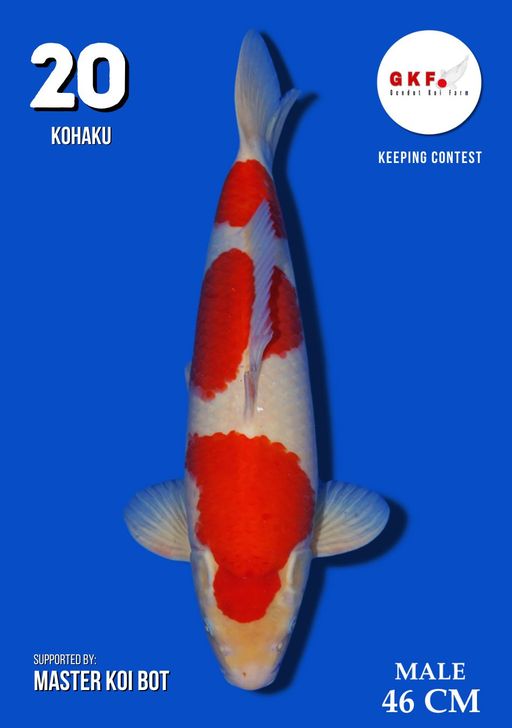 Lelang Koi Online, Jual Beli Ikan Koi, Pusat Jual Beli Koi, Info Lelang Koi Hari Ini, Platform Jual Beli Koi, Jual Beli Ikan Koi Online, Marketplace Ikan Koi, Jual Koi Terbaik, Tempat Beli Koi Berkualitas, Pasar Ikan Koi Online Terpercaya, Penjual Ikan Koi Terpercaya, Beli Koi Hias Online, Ikan Koi untuk Dijual, Koi Kualitas Terbaik, Toko Online Ikan Koi, Koi Hias Untuk Dijual, Jual Beli Ikan Koi Lokal, Koi Indonesia Online, Pusat Jual Beli Koi Terbesar