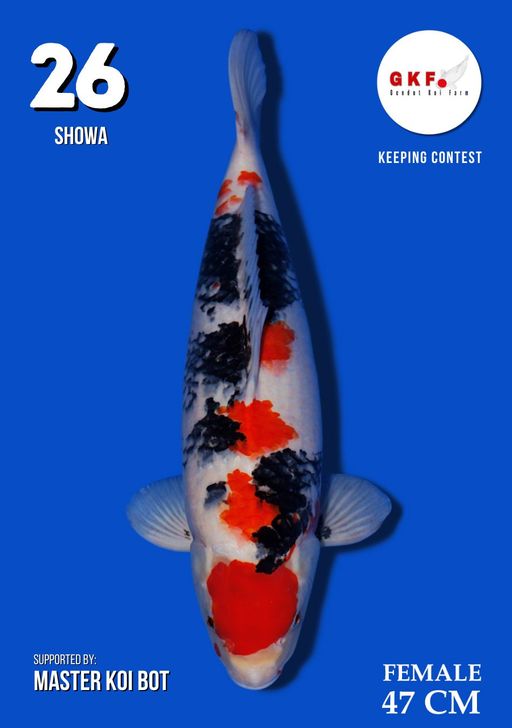 Lelang Koi Online, Jual Beli Ikan Koi, Pusat Jual Beli Koi, Info Lelang Koi Hari Ini, Platform Jual Beli Koi, Jual Beli Ikan Koi Online, Marketplace Ikan Koi, Jual Koi Terbaik, Tempat Beli Koi Berkualitas, Pasar Ikan Koi Online Terpercaya, Penjual Ikan Koi Terpercaya, Beli Koi Hias Online, Ikan Koi untuk Dijual, Koi Kualitas Terbaik, Toko Online Ikan Koi, Koi Hias Untuk Dijual, Jual Beli Ikan Koi Lokal, Koi Indonesia Online, Pusat Jual Beli Koi Terbesar