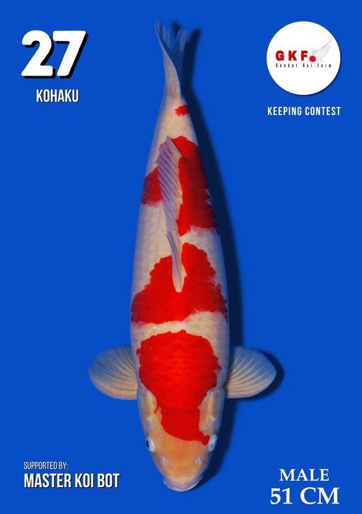 Lelang Koi Online, Jual Beli Ikan Koi, Pusat Jual Beli Koi, Info Lelang Koi Hari Ini, Platform Jual Beli Koi, Jual Beli Ikan Koi Online, Marketplace Ikan Koi, Jual Koi Terbaik, Tempat Beli Koi Berkualitas, Pasar Ikan Koi Online Terpercaya, Penjual Ikan Koi Terpercaya, Beli Koi Hias Online, Ikan Koi untuk Dijual, Koi Kualitas Terbaik, Toko Online Ikan Koi, Koi Hias Untuk Dijual, Jual Beli Ikan Koi Lokal, Koi Indonesia Online, Pusat Jual Beli Koi Terbesar