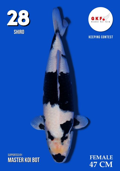 Lelang Koi Online, Jual Beli Ikan Koi, Pusat Jual Beli Koi, Info Lelang Koi Hari Ini, Platform Jual Beli Koi, Jual Beli Ikan Koi Online, Marketplace Ikan Koi, Jual Koi Terbaik, Tempat Beli Koi Berkualitas, Pasar Ikan Koi Online Terpercaya, Penjual Ikan Koi Terpercaya, Beli Koi Hias Online, Ikan Koi untuk Dijual, Koi Kualitas Terbaik, Toko Online Ikan Koi, Koi Hias Untuk Dijual, Jual Beli Ikan Koi Lokal, Koi Indonesia Online, Pusat Jual Beli Koi Terbesar