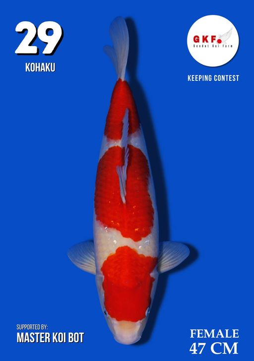 Lelang Koi Online, Jual Beli Ikan Koi, Pusat Jual Beli Koi, Info Lelang Koi Hari Ini, Platform Jual Beli Koi, Jual Beli Ikan Koi Online, Marketplace Ikan Koi, Jual Koi Terbaik, Tempat Beli Koi Berkualitas, Pasar Ikan Koi Online Terpercaya, Penjual Ikan Koi Terpercaya, Beli Koi Hias Online, Ikan Koi untuk Dijual, Koi Kualitas Terbaik, Toko Online Ikan Koi, Koi Hias Untuk Dijual, Jual Beli Ikan Koi Lokal, Koi Indonesia Online, Pusat Jual Beli Koi Terbesar