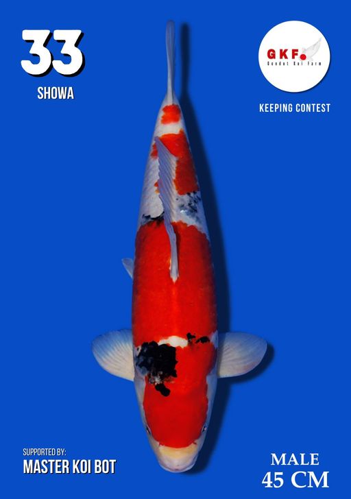 Lelang Koi Online, Jual Beli Ikan Koi, Pusat Jual Beli Koi, Info Lelang Koi Hari Ini, Platform Jual Beli Koi, Jual Beli Ikan Koi Online, Marketplace Ikan Koi, Jual Koi Terbaik, Tempat Beli Koi Berkualitas, Pasar Ikan Koi Online Terpercaya, Penjual Ikan Koi Terpercaya, Beli Koi Hias Online, Ikan Koi untuk Dijual, Koi Kualitas Terbaik, Toko Online Ikan Koi, Koi Hias Untuk Dijual, Jual Beli Ikan Koi Lokal, Koi Indonesia Online, Pusat Jual Beli Koi Terbesar