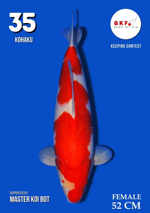 Lelang Koi Online, Jual Beli Ikan Koi, Pusat Jual Beli Koi, Info Lelang Koi Hari Ini, Platform Jual Beli Koi, Jual Beli Ikan Koi Online, Marketplace Ikan Koi, Jual Koi Terbaik, Tempat Beli Koi Berkualitas, Pasar Ikan Koi Online Terpercaya, Penjual Ikan Koi Terpercaya, Beli Koi Hias Online, Ikan Koi untuk Dijual, Koi Kualitas Terbaik, Toko Online Ikan Koi, Koi Hias Untuk Dijual, Jual Beli Ikan Koi Lokal, Koi Indonesia Online, Pusat Jual Beli Koi Terbesar