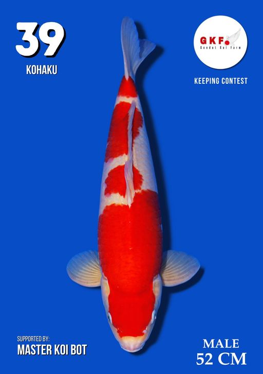 Lelang Koi Online, Jual Beli Ikan Koi, Pusat Jual Beli Koi, Info Lelang Koi Hari Ini, Platform Jual Beli Koi, Jual Beli Ikan Koi Online, Marketplace Ikan Koi, Jual Koi Terbaik, Tempat Beli Koi Berkualitas, Pasar Ikan Koi Online Terpercaya, Penjual Ikan Koi Terpercaya, Beli Koi Hias Online, Ikan Koi untuk Dijual, Koi Kualitas Terbaik, Toko Online Ikan Koi, Koi Hias Untuk Dijual, Jual Beli Ikan Koi Lokal, Koi Indonesia Online, Pusat Jual Beli Koi Terbesar