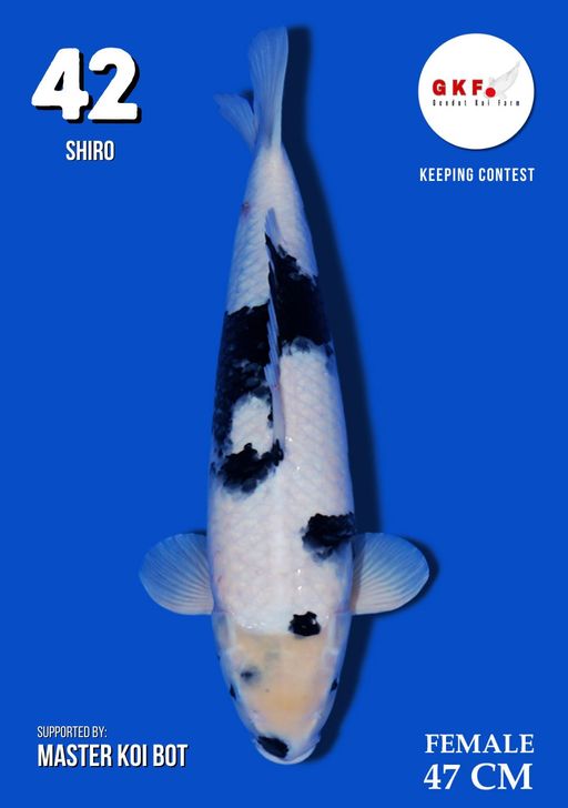 Lelang Koi Online, Jual Beli Ikan Koi, Pusat Jual Beli Koi, Info Lelang Koi Hari Ini, Platform Jual Beli Koi, Jual Beli Ikan Koi Online, Marketplace Ikan Koi, Jual Koi Terbaik, Tempat Beli Koi Berkualitas, Pasar Ikan Koi Online Terpercaya, Penjual Ikan Koi Terpercaya, Beli Koi Hias Online, Ikan Koi untuk Dijual, Koi Kualitas Terbaik, Toko Online Ikan Koi, Koi Hias Untuk Dijual, Jual Beli Ikan Koi Lokal, Koi Indonesia Online, Pusat Jual Beli Koi Terbesar