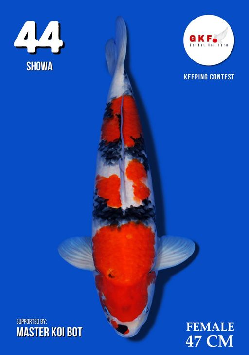 Lelang Koi Online, Jual Beli Ikan Koi, Pusat Jual Beli Koi, Info Lelang Koi Hari Ini, Platform Jual Beli Koi, Jual Beli Ikan Koi Online, Marketplace Ikan Koi, Jual Koi Terbaik, Tempat Beli Koi Berkualitas, Pasar Ikan Koi Online Terpercaya, Penjual Ikan Koi Terpercaya, Beli Koi Hias Online, Ikan Koi untuk Dijual, Koi Kualitas Terbaik, Toko Online Ikan Koi, Koi Hias Untuk Dijual, Jual Beli Ikan Koi Lokal, Koi Indonesia Online, Pusat Jual Beli Koi Terbesar