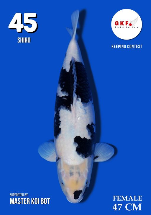 Lelang Koi Online, Jual Beli Ikan Koi, Pusat Jual Beli Koi, Info Lelang Koi Hari Ini, Platform Jual Beli Koi, Jual Beli Ikan Koi Online, Marketplace Ikan Koi, Jual Koi Terbaik, Tempat Beli Koi Berkualitas, Pasar Ikan Koi Online Terpercaya, Penjual Ikan Koi Terpercaya, Beli Koi Hias Online, Ikan Koi untuk Dijual, Koi Kualitas Terbaik, Toko Online Ikan Koi, Koi Hias Untuk Dijual, Jual Beli Ikan Koi Lokal, Koi Indonesia Online, Pusat Jual Beli Koi Terbesar