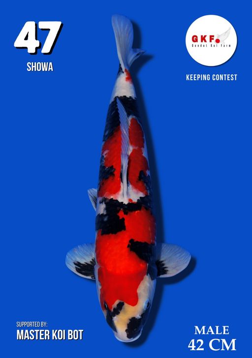 Lelang Koi Online, Jual Beli Ikan Koi, Pusat Jual Beli Koi, Info Lelang Koi Hari Ini, Platform Jual Beli Koi, Jual Beli Ikan Koi Online, Marketplace Ikan Koi, Jual Koi Terbaik, Tempat Beli Koi Berkualitas, Pasar Ikan Koi Online Terpercaya, Penjual Ikan Koi Terpercaya, Beli Koi Hias Online, Ikan Koi untuk Dijual, Koi Kualitas Terbaik, Toko Online Ikan Koi, Koi Hias Untuk Dijual, Jual Beli Ikan Koi Lokal, Koi Indonesia Online, Pusat Jual Beli Koi Terbesar