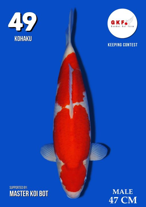 Lelang Koi Online, Jual Beli Ikan Koi, Pusat Jual Beli Koi, Info Lelang Koi Hari Ini, Platform Jual Beli Koi, Jual Beli Ikan Koi Online, Marketplace Ikan Koi, Jual Koi Terbaik, Tempat Beli Koi Berkualitas, Pasar Ikan Koi Online Terpercaya, Penjual Ikan Koi Terpercaya, Beli Koi Hias Online, Ikan Koi untuk Dijual, Koi Kualitas Terbaik, Toko Online Ikan Koi, Koi Hias Untuk Dijual, Jual Beli Ikan Koi Lokal, Koi Indonesia Online, Pusat Jual Beli Koi Terbesar