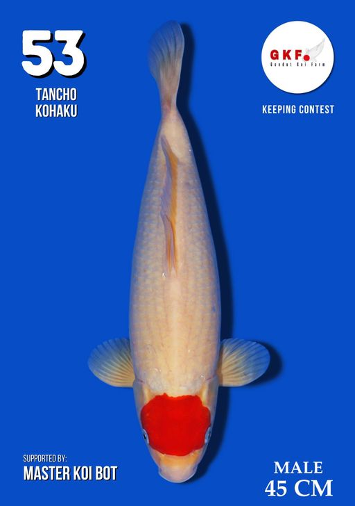 Lelang Koi Online, Jual Beli Ikan Koi, Pusat Jual Beli Koi, Info Lelang Koi Hari Ini, Platform Jual Beli Koi, Jual Beli Ikan Koi Online, Marketplace Ikan Koi, Jual Koi Terbaik, Tempat Beli Koi Berkualitas, Pasar Ikan Koi Online Terpercaya, Penjual Ikan Koi Terpercaya, Beli Koi Hias Online, Ikan Koi untuk Dijual, Koi Kualitas Terbaik, Toko Online Ikan Koi, Koi Hias Untuk Dijual, Jual Beli Ikan Koi Lokal, Koi Indonesia Online, Pusat Jual Beli Koi Terbesar