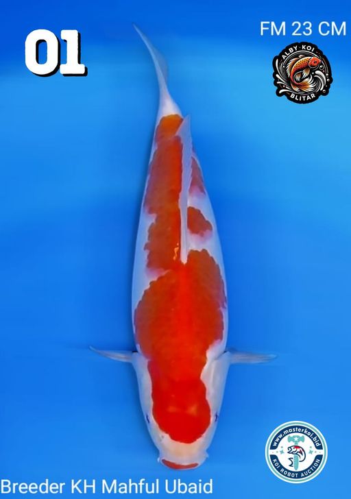 Lelang Koi Online, Jual Beli Ikan Koi, Pusat Jual Beli Koi, Info Lelang Koi Hari Ini, Platform Jual Beli Koi, Jual Beli Ikan Koi Online, Marketplace Ikan Koi, Jual Koi Terbaik, Tempat Beli Koi Berkualitas, Pasar Ikan Koi Online Terpercaya, Penjual Ikan Koi Terpercaya, Beli Koi Hias Online, Ikan Koi untuk Dijual, Koi Kualitas Terbaik, Toko Online Ikan Koi, Koi Hias Untuk Dijual, Jual Beli Ikan Koi Lokal, Koi Indonesia Online, Pusat Jual Beli Koi Terbesar