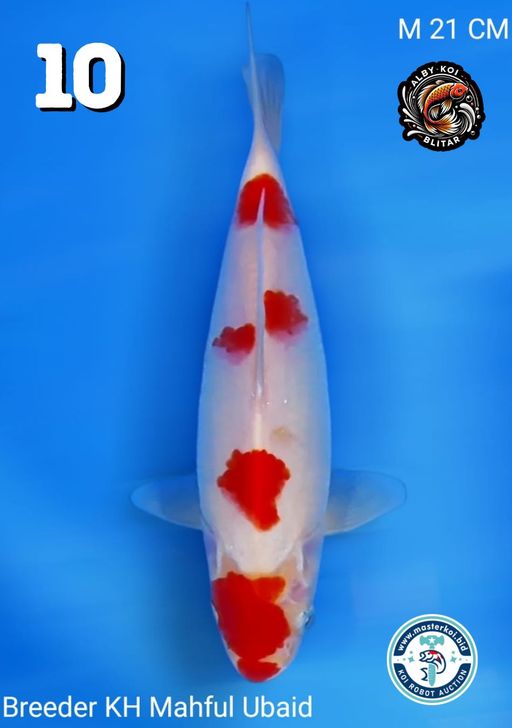 Lelang Koi Online, Jual Beli Ikan Koi, Pusat Jual Beli Koi, Info Lelang Koi Hari Ini, Platform Jual Beli Koi, Jual Beli Ikan Koi Online, Marketplace Ikan Koi, Jual Koi Terbaik, Tempat Beli Koi Berkualitas, Pasar Ikan Koi Online Terpercaya, Penjual Ikan Koi Terpercaya, Beli Koi Hias Online, Ikan Koi untuk Dijual, Koi Kualitas Terbaik, Toko Online Ikan Koi, Koi Hias Untuk Dijual, Jual Beli Ikan Koi Lokal, Koi Indonesia Online, Pusat Jual Beli Koi Terbesar