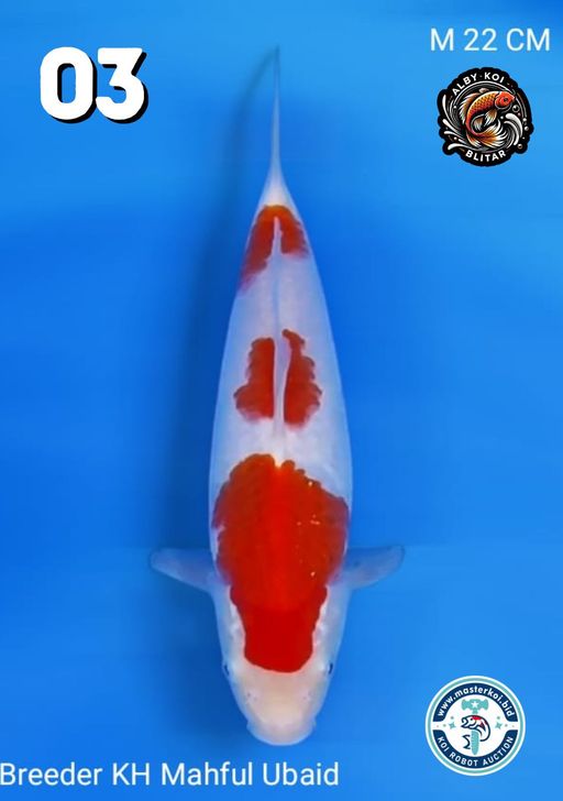 Lelang Koi Online, Jual Beli Ikan Koi, Pusat Jual Beli Koi, Info Lelang Koi Hari Ini, Platform Jual Beli Koi, Jual Beli Ikan Koi Online, Marketplace Ikan Koi, Jual Koi Terbaik, Tempat Beli Koi Berkualitas, Pasar Ikan Koi Online Terpercaya, Penjual Ikan Koi Terpercaya, Beli Koi Hias Online, Ikan Koi untuk Dijual, Koi Kualitas Terbaik, Toko Online Ikan Koi, Koi Hias Untuk Dijual, Jual Beli Ikan Koi Lokal, Koi Indonesia Online, Pusat Jual Beli Koi Terbesar