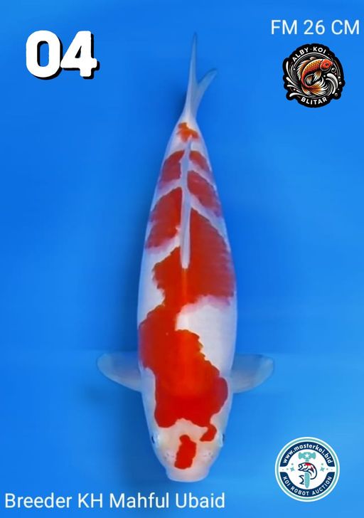 Lelang Koi Online, Jual Beli Ikan Koi, Pusat Jual Beli Koi, Info Lelang Koi Hari Ini, Platform Jual Beli Koi, Jual Beli Ikan Koi Online, Marketplace Ikan Koi, Jual Koi Terbaik, Tempat Beli Koi Berkualitas, Pasar Ikan Koi Online Terpercaya, Penjual Ikan Koi Terpercaya, Beli Koi Hias Online, Ikan Koi untuk Dijual, Koi Kualitas Terbaik, Toko Online Ikan Koi, Koi Hias Untuk Dijual, Jual Beli Ikan Koi Lokal, Koi Indonesia Online, Pusat Jual Beli Koi Terbesar