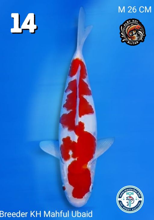 Lelang Koi Online, Jual Beli Ikan Koi, Pusat Jual Beli Koi, Info Lelang Koi Hari Ini, Platform Jual Beli Koi, Jual Beli Ikan Koi Online, Marketplace Ikan Koi, Jual Koi Terbaik, Tempat Beli Koi Berkualitas, Pasar Ikan Koi Online Terpercaya, Penjual Ikan Koi Terpercaya, Beli Koi Hias Online, Ikan Koi untuk Dijual, Koi Kualitas Terbaik, Toko Online Ikan Koi, Koi Hias Untuk Dijual, Jual Beli Ikan Koi Lokal, Koi Indonesia Online, Pusat Jual Beli Koi Terbesar