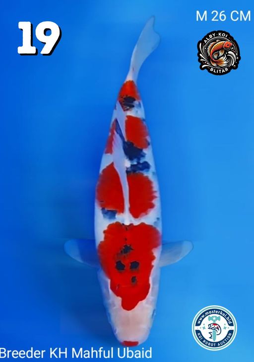Lelang Koi Online, Jual Beli Ikan Koi, Pusat Jual Beli Koi, Info Lelang Koi Hari Ini, Platform Jual Beli Koi, Jual Beli Ikan Koi Online, Marketplace Ikan Koi, Jual Koi Terbaik, Tempat Beli Koi Berkualitas, Pasar Ikan Koi Online Terpercaya, Penjual Ikan Koi Terpercaya, Beli Koi Hias Online, Ikan Koi untuk Dijual, Koi Kualitas Terbaik, Toko Online Ikan Koi, Koi Hias Untuk Dijual, Jual Beli Ikan Koi Lokal, Koi Indonesia Online, Pusat Jual Beli Koi Terbesar