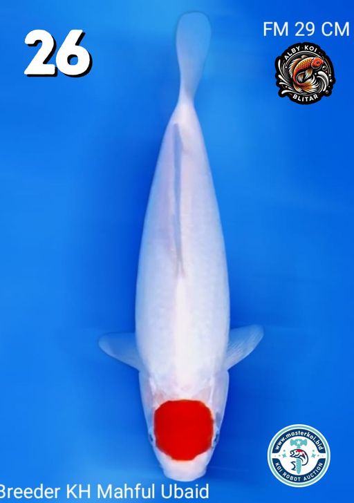 Lelang Koi Online, Jual Beli Ikan Koi, Pusat Jual Beli Koi, Info Lelang Koi Hari Ini, Platform Jual Beli Koi, Jual Beli Ikan Koi Online, Marketplace Ikan Koi, Jual Koi Terbaik, Tempat Beli Koi Berkualitas, Pasar Ikan Koi Online Terpercaya, Penjual Ikan Koi Terpercaya, Beli Koi Hias Online, Ikan Koi untuk Dijual, Koi Kualitas Terbaik, Toko Online Ikan Koi, Koi Hias Untuk Dijual, Jual Beli Ikan Koi Lokal, Koi Indonesia Online, Pusat Jual Beli Koi Terbesar