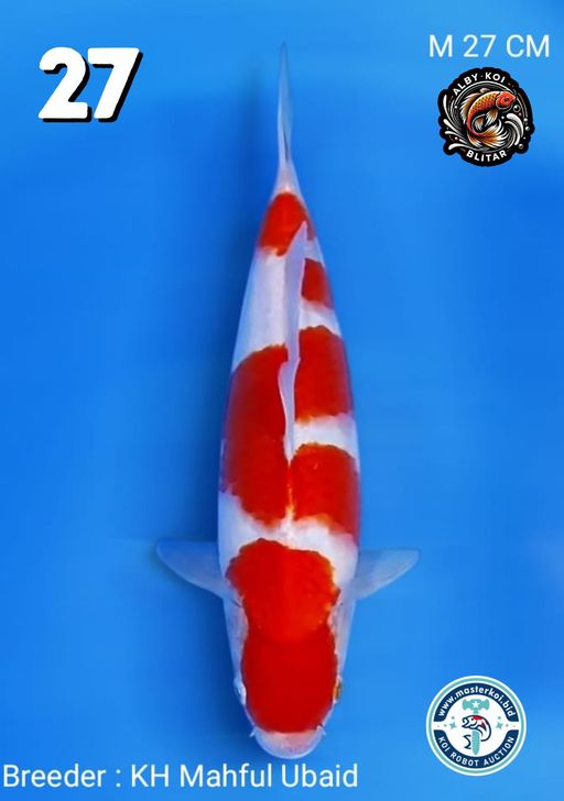 Lelang Koi Online, Jual Beli Ikan Koi, Pusat Jual Beli Koi, Info Lelang Koi Hari Ini, Platform Jual Beli Koi, Jual Beli Ikan Koi Online, Marketplace Ikan Koi, Jual Koi Terbaik, Tempat Beli Koi Berkualitas, Pasar Ikan Koi Online Terpercaya, Penjual Ikan Koi Terpercaya, Beli Koi Hias Online, Ikan Koi untuk Dijual, Koi Kualitas Terbaik, Toko Online Ikan Koi, Koi Hias Untuk Dijual, Jual Beli Ikan Koi Lokal, Koi Indonesia Online, Pusat Jual Beli Koi Terbesar