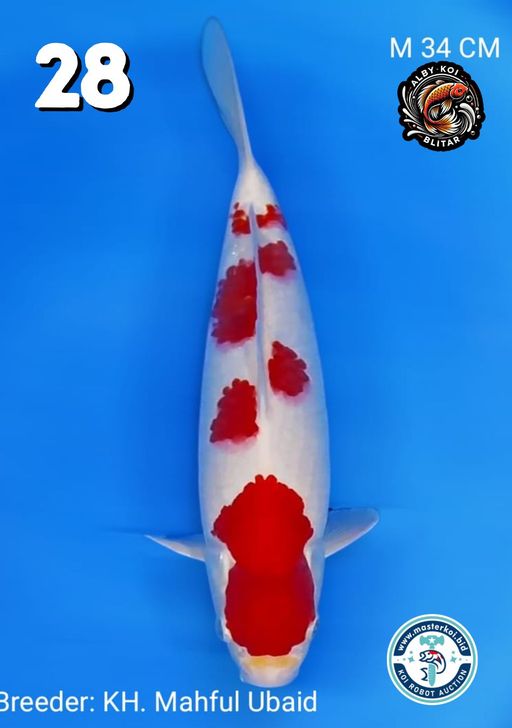 Lelang Koi Online, Jual Beli Ikan Koi, Pusat Jual Beli Koi, Info Lelang Koi Hari Ini, Platform Jual Beli Koi, Jual Beli Ikan Koi Online, Marketplace Ikan Koi, Jual Koi Terbaik, Tempat Beli Koi Berkualitas, Pasar Ikan Koi Online Terpercaya, Penjual Ikan Koi Terpercaya, Beli Koi Hias Online, Ikan Koi untuk Dijual, Koi Kualitas Terbaik, Toko Online Ikan Koi, Koi Hias Untuk Dijual, Jual Beli Ikan Koi Lokal, Koi Indonesia Online, Pusat Jual Beli Koi Terbesar