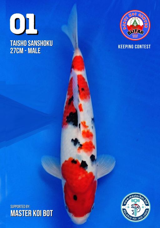 Lelang Koi Online, Jual Beli Ikan Koi, Pusat Jual Beli Koi, Info Lelang Koi Hari Ini, Platform Jual Beli Koi, Jual Beli Ikan Koi Online, Marketplace Ikan Koi, Jual Koi Terbaik, Tempat Beli Koi Berkualitas, Pasar Ikan Koi Online Terpercaya, Penjual Ikan Koi Terpercaya, Beli Koi Hias Online, Ikan Koi untuk Dijual, Koi Kualitas Terbaik, Toko Online Ikan Koi, Koi Hias Untuk Dijual, Jual Beli Ikan Koi Lokal, Koi Indonesia Online, Pusat Jual Beli Koi Terbesar