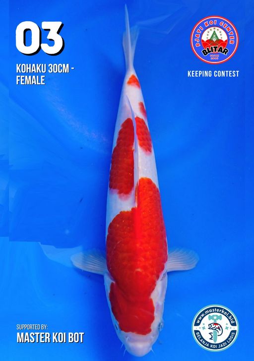 Lelang Koi Online, Jual Beli Ikan Koi, Pusat Jual Beli Koi, Info Lelang Koi Hari Ini, Platform Jual Beli Koi, Jual Beli Ikan Koi Online, Marketplace Ikan Koi, Jual Koi Terbaik, Tempat Beli Koi Berkualitas, Pasar Ikan Koi Online Terpercaya, Penjual Ikan Koi Terpercaya, Beli Koi Hias Online, Ikan Koi untuk Dijual, Koi Kualitas Terbaik, Toko Online Ikan Koi, Koi Hias Untuk Dijual, Jual Beli Ikan Koi Lokal, Koi Indonesia Online, Pusat Jual Beli Koi Terbesar