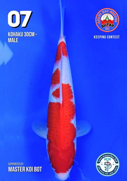 Lelang Koi Online, Jual Beli Ikan Koi, Pusat Jual Beli Koi, Info Lelang Koi Hari Ini, Platform Jual Beli Koi, Jual Beli Ikan Koi Online, Marketplace Ikan Koi, Jual Koi Terbaik, Tempat Beli Koi Berkualitas, Pasar Ikan Koi Online Terpercaya, Penjual Ikan Koi Terpercaya, Beli Koi Hias Online, Ikan Koi untuk Dijual, Koi Kualitas Terbaik, Toko Online Ikan Koi, Koi Hias Untuk Dijual, Jual Beli Ikan Koi Lokal, Koi Indonesia Online, Pusat Jual Beli Koi Terbesar