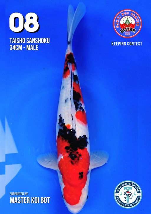 Lelang Koi Online, Jual Beli Ikan Koi, Pusat Jual Beli Koi, Info Lelang Koi Hari Ini, Platform Jual Beli Koi, Jual Beli Ikan Koi Online, Marketplace Ikan Koi, Jual Koi Terbaik, Tempat Beli Koi Berkualitas, Pasar Ikan Koi Online Terpercaya, Penjual Ikan Koi Terpercaya, Beli Koi Hias Online, Ikan Koi untuk Dijual, Koi Kualitas Terbaik, Toko Online Ikan Koi, Koi Hias Untuk Dijual, Jual Beli Ikan Koi Lokal, Koi Indonesia Online, Pusat Jual Beli Koi Terbesar