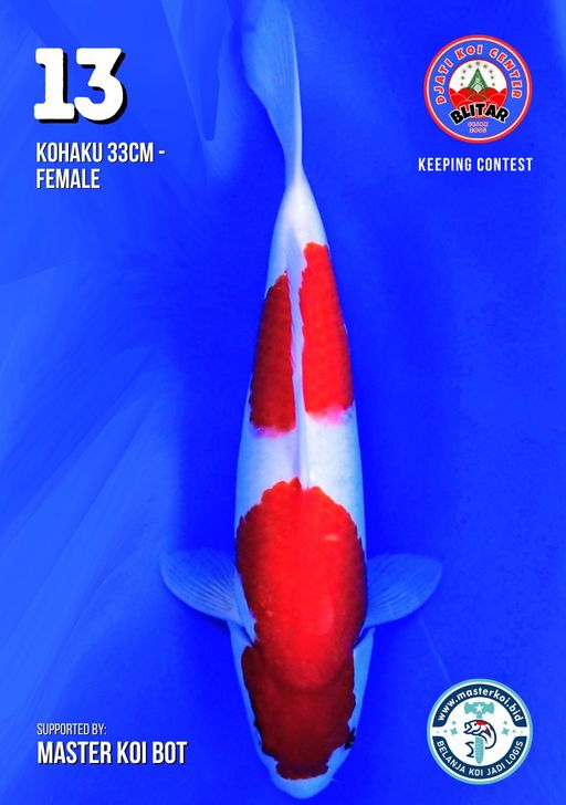 Lelang Koi Online, Jual Beli Ikan Koi, Pusat Jual Beli Koi, Info Lelang Koi Hari Ini, Platform Jual Beli Koi, Jual Beli Ikan Koi Online, Marketplace Ikan Koi, Jual Koi Terbaik, Tempat Beli Koi Berkualitas, Pasar Ikan Koi Online Terpercaya, Penjual Ikan Koi Terpercaya, Beli Koi Hias Online, Ikan Koi untuk Dijual, Koi Kualitas Terbaik, Toko Online Ikan Koi, Koi Hias Untuk Dijual, Jual Beli Ikan Koi Lokal, Koi Indonesia Online, Pusat Jual Beli Koi Terbesar