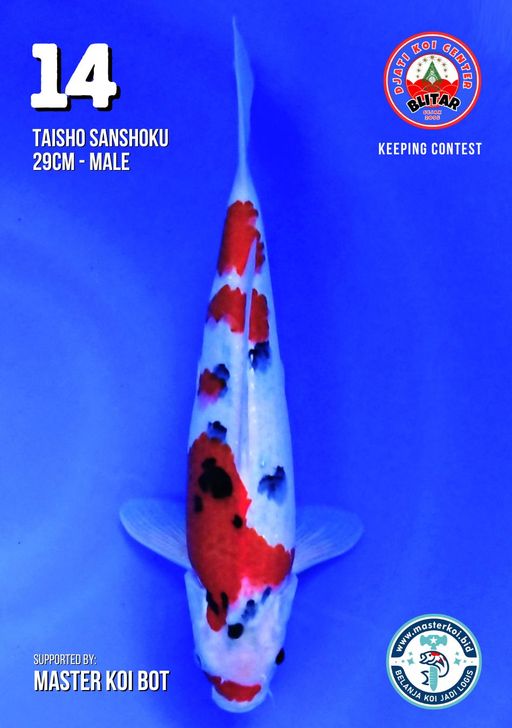 Lelang Koi Online, Jual Beli Ikan Koi, Pusat Jual Beli Koi, Info Lelang Koi Hari Ini, Platform Jual Beli Koi, Jual Beli Ikan Koi Online, Marketplace Ikan Koi, Jual Koi Terbaik, Tempat Beli Koi Berkualitas, Pasar Ikan Koi Online Terpercaya, Penjual Ikan Koi Terpercaya, Beli Koi Hias Online, Ikan Koi untuk Dijual, Koi Kualitas Terbaik, Toko Online Ikan Koi, Koi Hias Untuk Dijual, Jual Beli Ikan Koi Lokal, Koi Indonesia Online, Pusat Jual Beli Koi Terbesar