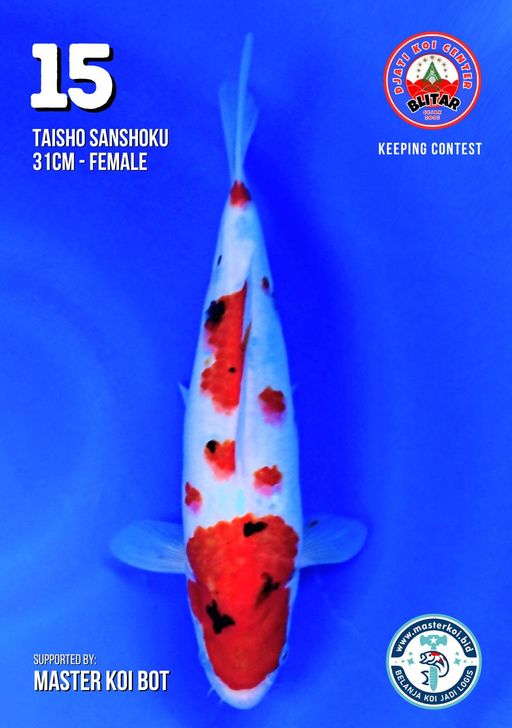 Lelang Koi Online, Jual Beli Ikan Koi, Pusat Jual Beli Koi, Info Lelang Koi Hari Ini, Platform Jual Beli Koi, Jual Beli Ikan Koi Online, Marketplace Ikan Koi, Jual Koi Terbaik, Tempat Beli Koi Berkualitas, Pasar Ikan Koi Online Terpercaya, Penjual Ikan Koi Terpercaya, Beli Koi Hias Online, Ikan Koi untuk Dijual, Koi Kualitas Terbaik, Toko Online Ikan Koi, Koi Hias Untuk Dijual, Jual Beli Ikan Koi Lokal, Koi Indonesia Online, Pusat Jual Beli Koi Terbesar