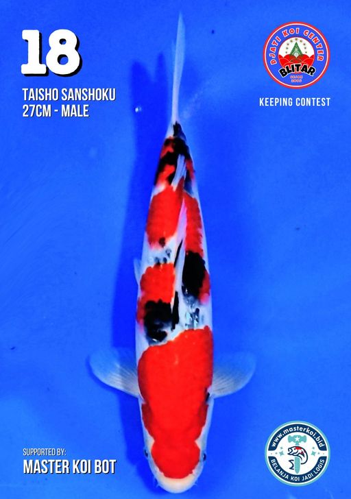 Lelang Koi Online, Jual Beli Ikan Koi, Pusat Jual Beli Koi, Info Lelang Koi Hari Ini, Platform Jual Beli Koi, Jual Beli Ikan Koi Online, Marketplace Ikan Koi, Jual Koi Terbaik, Tempat Beli Koi Berkualitas, Pasar Ikan Koi Online Terpercaya, Penjual Ikan Koi Terpercaya, Beli Koi Hias Online, Ikan Koi untuk Dijual, Koi Kualitas Terbaik, Toko Online Ikan Koi, Koi Hias Untuk Dijual, Jual Beli Ikan Koi Lokal, Koi Indonesia Online, Pusat Jual Beli Koi Terbesar