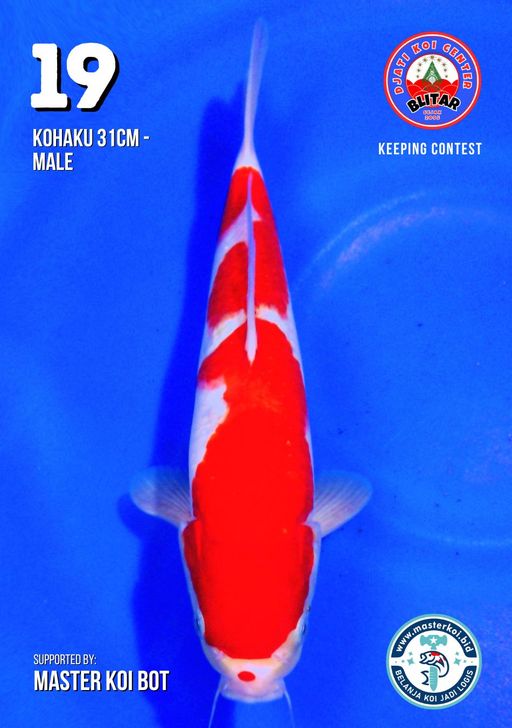 Lelang Koi Online, Jual Beli Ikan Koi, Pusat Jual Beli Koi, Info Lelang Koi Hari Ini, Platform Jual Beli Koi, Jual Beli Ikan Koi Online, Marketplace Ikan Koi, Jual Koi Terbaik, Tempat Beli Koi Berkualitas, Pasar Ikan Koi Online Terpercaya, Penjual Ikan Koi Terpercaya, Beli Koi Hias Online, Ikan Koi untuk Dijual, Koi Kualitas Terbaik, Toko Online Ikan Koi, Koi Hias Untuk Dijual, Jual Beli Ikan Koi Lokal, Koi Indonesia Online, Pusat Jual Beli Koi Terbesar