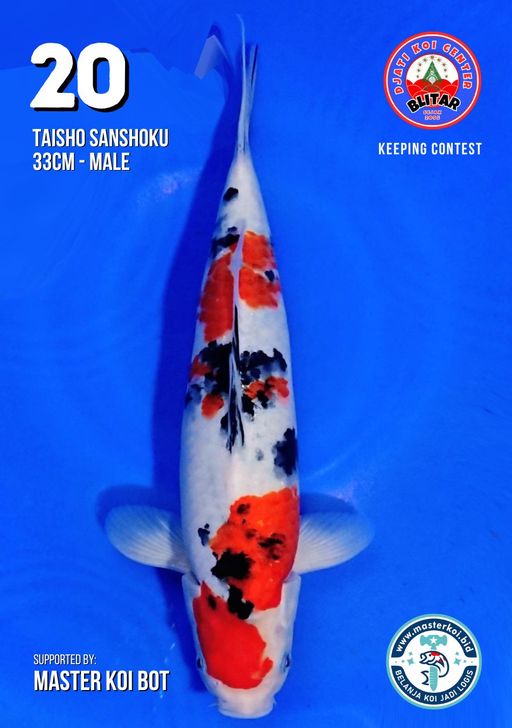 Lelang Koi Online, Jual Beli Ikan Koi, Pusat Jual Beli Koi, Info Lelang Koi Hari Ini, Platform Jual Beli Koi, Jual Beli Ikan Koi Online, Marketplace Ikan Koi, Jual Koi Terbaik, Tempat Beli Koi Berkualitas, Pasar Ikan Koi Online Terpercaya, Penjual Ikan Koi Terpercaya, Beli Koi Hias Online, Ikan Koi untuk Dijual, Koi Kualitas Terbaik, Toko Online Ikan Koi, Koi Hias Untuk Dijual, Jual Beli Ikan Koi Lokal, Koi Indonesia Online, Pusat Jual Beli Koi Terbesar