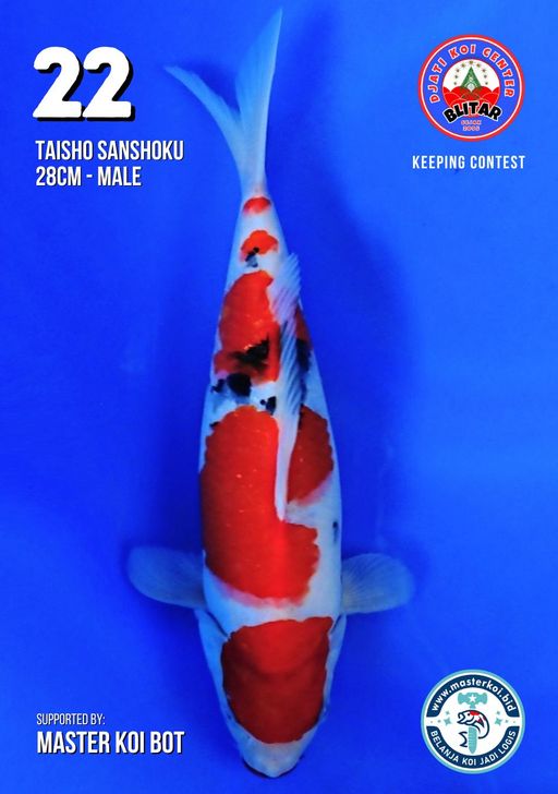 Lelang Koi Online, Jual Beli Ikan Koi, Pusat Jual Beli Koi, Info Lelang Koi Hari Ini, Platform Jual Beli Koi, Jual Beli Ikan Koi Online, Marketplace Ikan Koi, Jual Koi Terbaik, Tempat Beli Koi Berkualitas, Pasar Ikan Koi Online Terpercaya, Penjual Ikan Koi Terpercaya, Beli Koi Hias Online, Ikan Koi untuk Dijual, Koi Kualitas Terbaik, Toko Online Ikan Koi, Koi Hias Untuk Dijual, Jual Beli Ikan Koi Lokal, Koi Indonesia Online, Pusat Jual Beli Koi Terbesar