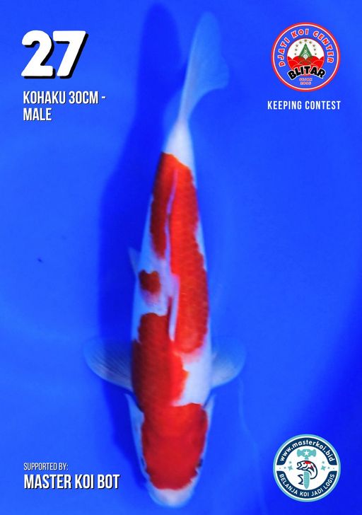 Lelang Koi Online, Jual Beli Ikan Koi, Pusat Jual Beli Koi, Info Lelang Koi Hari Ini, Platform Jual Beli Koi, Jual Beli Ikan Koi Online, Marketplace Ikan Koi, Jual Koi Terbaik, Tempat Beli Koi Berkualitas, Pasar Ikan Koi Online Terpercaya, Penjual Ikan Koi Terpercaya, Beli Koi Hias Online, Ikan Koi untuk Dijual, Koi Kualitas Terbaik, Toko Online Ikan Koi, Koi Hias Untuk Dijual, Jual Beli Ikan Koi Lokal, Koi Indonesia Online, Pusat Jual Beli Koi Terbesar