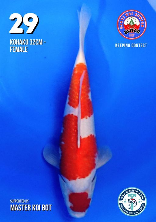 Lelang Koi Online, Jual Beli Ikan Koi, Pusat Jual Beli Koi, Info Lelang Koi Hari Ini, Platform Jual Beli Koi, Jual Beli Ikan Koi Online, Marketplace Ikan Koi, Jual Koi Terbaik, Tempat Beli Koi Berkualitas, Pasar Ikan Koi Online Terpercaya, Penjual Ikan Koi Terpercaya, Beli Koi Hias Online, Ikan Koi untuk Dijual, Koi Kualitas Terbaik, Toko Online Ikan Koi, Koi Hias Untuk Dijual, Jual Beli Ikan Koi Lokal, Koi Indonesia Online, Pusat Jual Beli Koi Terbesar