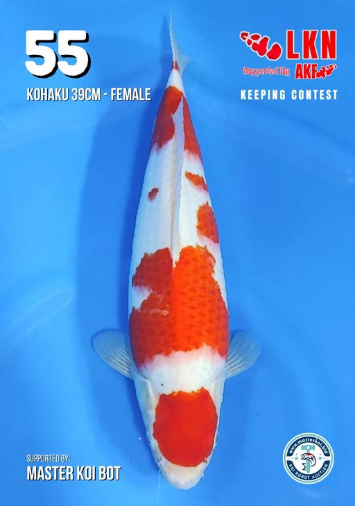 Lelang Koi Online, Jual Beli Ikan Koi, Pusat Jual Beli Koi, Info Lelang Koi Hari Ini, Platform Jual Beli Koi, Jual Beli Ikan Koi Online, Marketplace Ikan Koi, Jual Koi Terbaik, Tempat Beli Koi Berkualitas, Pasar Ikan Koi Online Terpercaya, Penjual Ikan Koi Terpercaya, Beli Koi Hias Online, Ikan Koi untuk Dijual, Koi Kualitas Terbaik, Toko Online Ikan Koi, Koi Hias Untuk Dijual, Jual Beli Ikan Koi Lokal, Koi Indonesia Online, Pusat Jual Beli Koi Terbesar