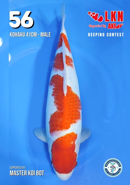 Lelang Koi Online, Jual Beli Ikan Koi, Pusat Jual Beli Koi, Info Lelang Koi Hari Ini, Platform Jual Beli Koi, Jual Beli Ikan Koi Online, Marketplace Ikan Koi, Jual Koi Terbaik, Tempat Beli Koi Berkualitas, Pasar Ikan Koi Online Terpercaya, Penjual Ikan Koi Terpercaya, Beli Koi Hias Online, Ikan Koi untuk Dijual, Koi Kualitas Terbaik, Toko Online Ikan Koi, Koi Hias Untuk Dijual, Jual Beli Ikan Koi Lokal, Koi Indonesia Online, Pusat Jual Beli Koi Terbesar