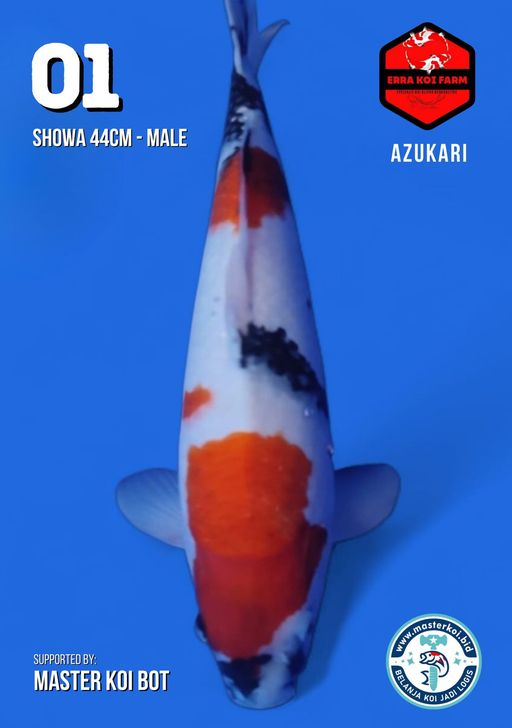 Lelang Koi Online, Jual Beli Ikan Koi, Pusat Jual Beli Koi, Info Lelang Koi Hari Ini, Platform Jual Beli Koi, Jual Beli Ikan Koi Online, Marketplace Ikan Koi, Jual Koi Terbaik, Tempat Beli Koi Berkualitas, Pasar Ikan Koi Online Terpercaya, Penjual Ikan Koi Terpercaya, Beli Koi Hias Online, Ikan Koi untuk Dijual, Koi Kualitas Terbaik, Toko Online Ikan Koi, Koi Hias Untuk Dijual, Jual Beli Ikan Koi Lokal, Koi Indonesia Online, Pusat Jual Beli Koi Terbesar