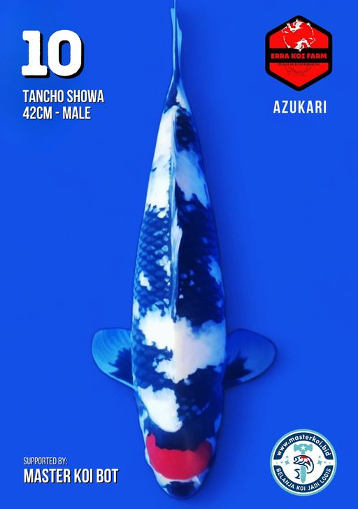 Lelang Koi Online, Jual Beli Ikan Koi, Pusat Jual Beli Koi, Info Lelang Koi Hari Ini, Platform Jual Beli Koi, Jual Beli Ikan Koi Online, Marketplace Ikan Koi, Jual Koi Terbaik, Tempat Beli Koi Berkualitas, Pasar Ikan Koi Online Terpercaya, Penjual Ikan Koi Terpercaya, Beli Koi Hias Online, Ikan Koi untuk Dijual, Koi Kualitas Terbaik, Toko Online Ikan Koi, Koi Hias Untuk Dijual, Jual Beli Ikan Koi Lokal, Koi Indonesia Online, Pusat Jual Beli Koi Terbesar