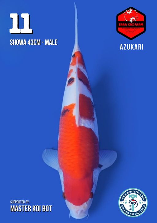 Lelang Koi Online, Jual Beli Ikan Koi, Pusat Jual Beli Koi, Info Lelang Koi Hari Ini, Platform Jual Beli Koi, Jual Beli Ikan Koi Online, Marketplace Ikan Koi, Jual Koi Terbaik, Tempat Beli Koi Berkualitas, Pasar Ikan Koi Online Terpercaya, Penjual Ikan Koi Terpercaya, Beli Koi Hias Online, Ikan Koi untuk Dijual, Koi Kualitas Terbaik, Toko Online Ikan Koi, Koi Hias Untuk Dijual, Jual Beli Ikan Koi Lokal, Koi Indonesia Online, Pusat Jual Beli Koi Terbesar