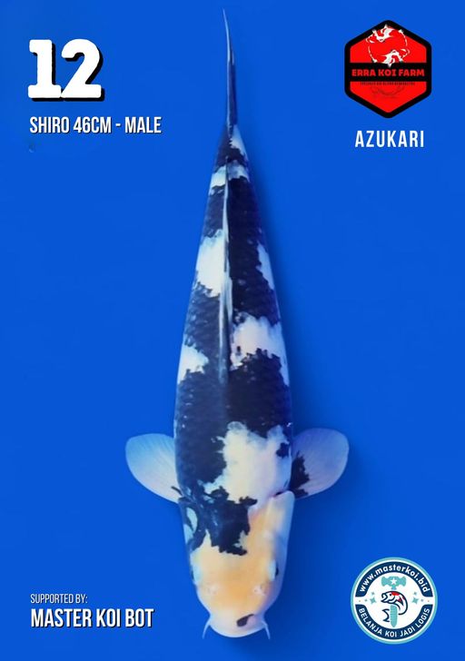 Lelang Koi Online, Jual Beli Ikan Koi, Pusat Jual Beli Koi, Info Lelang Koi Hari Ini, Platform Jual Beli Koi, Jual Beli Ikan Koi Online, Marketplace Ikan Koi, Jual Koi Terbaik, Tempat Beli Koi Berkualitas, Pasar Ikan Koi Online Terpercaya, Penjual Ikan Koi Terpercaya, Beli Koi Hias Online, Ikan Koi untuk Dijual, Koi Kualitas Terbaik, Toko Online Ikan Koi, Koi Hias Untuk Dijual, Jual Beli Ikan Koi Lokal, Koi Indonesia Online, Pusat Jual Beli Koi Terbesar