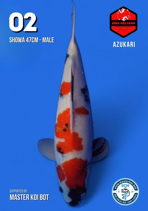 Lelang Koi Online, Jual Beli Ikan Koi, Pusat Jual Beli Koi, Info Lelang Koi Hari Ini, Platform Jual Beli Koi, Jual Beli Ikan Koi Online, Marketplace Ikan Koi, Jual Koi Terbaik, Tempat Beli Koi Berkualitas, Pasar Ikan Koi Online Terpercaya, Penjual Ikan Koi Terpercaya, Beli Koi Hias Online, Ikan Koi untuk Dijual, Koi Kualitas Terbaik, Toko Online Ikan Koi, Koi Hias Untuk Dijual, Jual Beli Ikan Koi Lokal, Koi Indonesia Online, Pusat Jual Beli Koi Terbesar