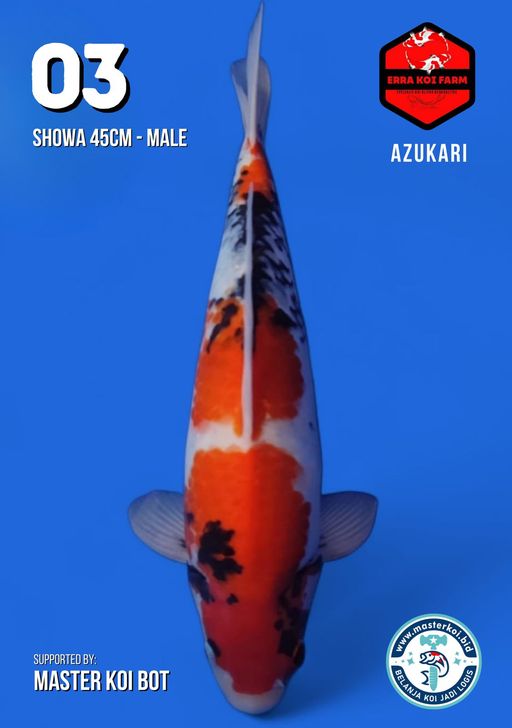 Lelang Koi Online, Jual Beli Ikan Koi, Pusat Jual Beli Koi, Info Lelang Koi Hari Ini, Platform Jual Beli Koi, Jual Beli Ikan Koi Online, Marketplace Ikan Koi, Jual Koi Terbaik, Tempat Beli Koi Berkualitas, Pasar Ikan Koi Online Terpercaya, Penjual Ikan Koi Terpercaya, Beli Koi Hias Online, Ikan Koi untuk Dijual, Koi Kualitas Terbaik, Toko Online Ikan Koi, Koi Hias Untuk Dijual, Jual Beli Ikan Koi Lokal, Koi Indonesia Online, Pusat Jual Beli Koi Terbesar